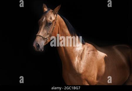 Bel ritratto di cavallo baia su sfondo nero Foto Stock