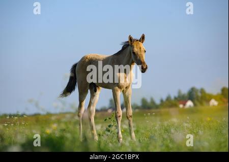 Carino piccolo foal-teke foal in campo estivo che posa in una giornata di sole Foto Stock