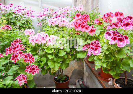 Azalea pianta con fiori luminosi in vasi floreali in serra. Foto Stock