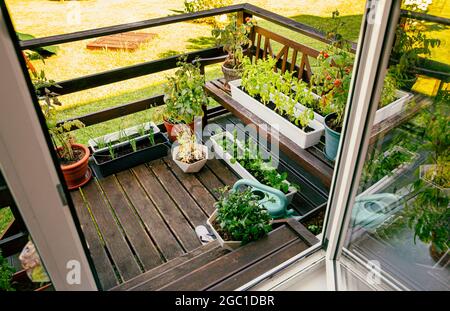 Varie erbe in vaso e piante che crescono sul balcone di legno di casa in estate, piccolo giardino di verdure concetto. Foto Stock