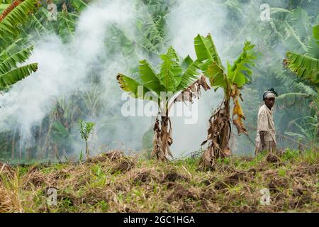 uomo al wok in piantagione di banane uganda Foto Stock