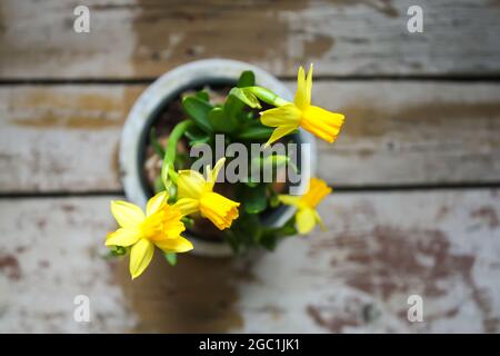 Narcissus primavera giallo fiori che crescono in una pentola. Foto Stock