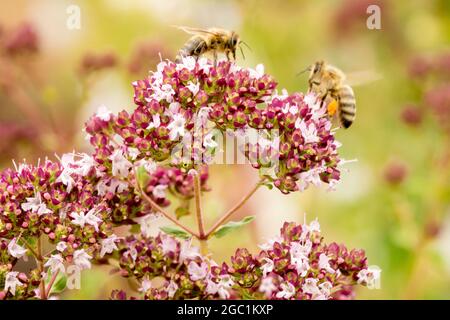 Miele ape sul fiore Origanum vulgare Marjoram selvatico raccogliere per polline sacco Foto Stock