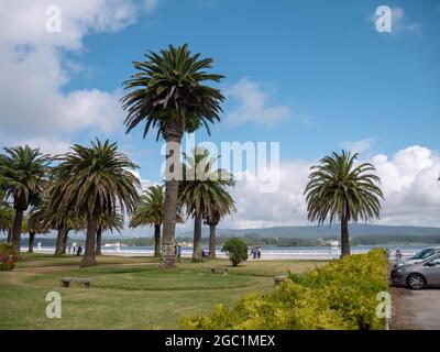 LA TOJA, SPAGNA - 24 LUGLIO 2021: Palme nella località di lusso dell'isola di la Toja, Pontevedra, Galizia, Spagna Foto Stock