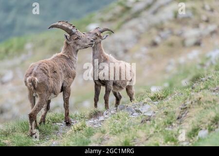 Tempo per dolci coccole, magnifico momento tra Ibex maschio (a sinistra) e Ibex femmina (a destra) nelle Alpi montagne (Capra stambex) Foto Stock