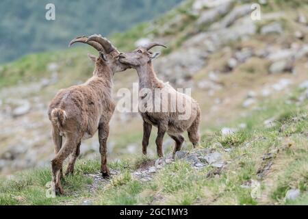 Tempo per dolci coccole, magnifico momento tra Ibex maschio (a sinistra) e Ibex femmina (a destra) nelle Alpi montagne (Capra stambex) Foto Stock