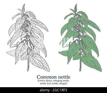 Ortica comune. Vettore colorato disegnato a mano pianta. Disegno di piante medicinali vintage. Illustrazione Vettoriale