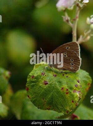 Ringlet Butterfly Foto Stock