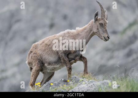 Donna Ibex incinta nella stagione primaverile (Capra ibex) Foto Stock