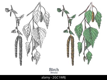 Betulla. Vettore colorato disegnato a mano pianta. Disegno di piante medicinali vintage. Illustrazione Vettoriale