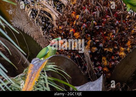 Pappagallo con nappi blu che mangia frutta di palma Foto Stock