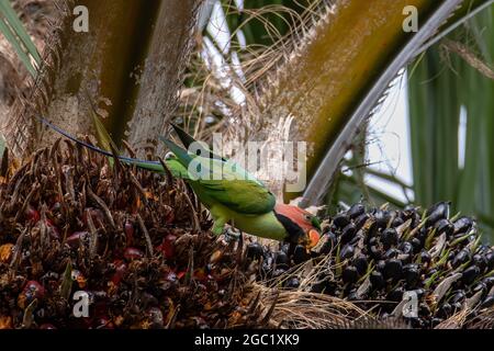 Pappagallo con nappi blu che mangia frutta di palma Foto Stock