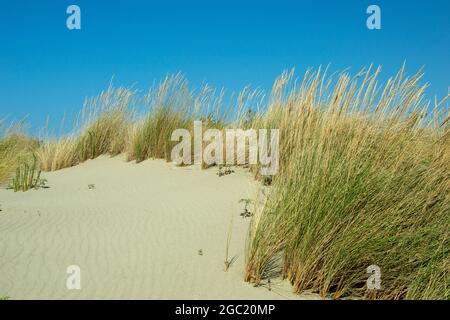 sabbia bianca sulla spiaggia con dune in estate con un cielo blu Foto Stock