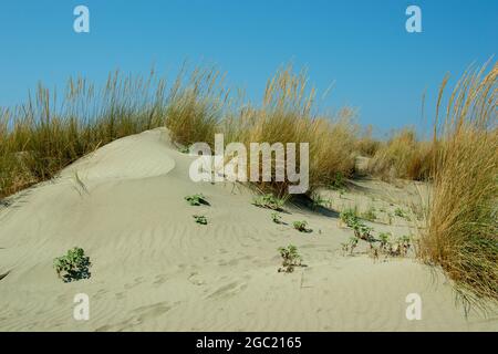 sabbia bianca sulla spiaggia con dune in estate con un cielo blu Foto Stock