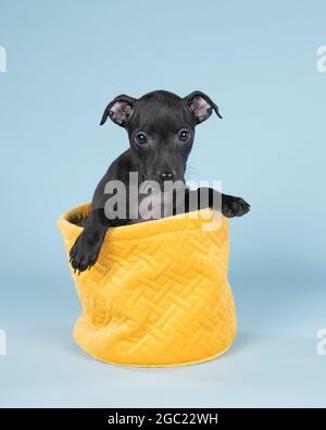 Nero italiano levriero cucito in un cesto giallo contro uno sfondo blu Foto Stock