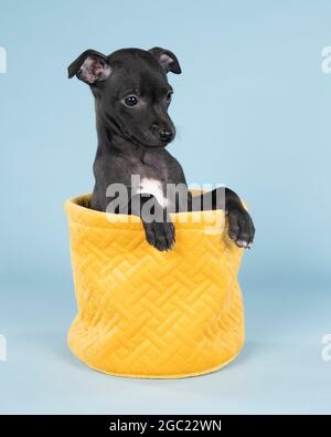 Nero italiano levriero cucito in un cesto giallo contro uno sfondo blu Foto Stock