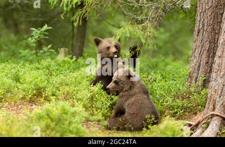 Primo piano di due giocosi cuccioli di orso bruno europeo (Ursus arctos arctos) nei boschi della Finlandia. Foto Stock