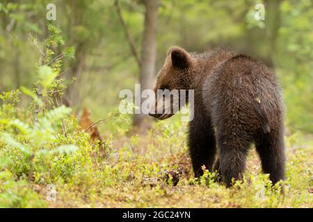 Primo piano di un carino piccolo orso bruno eurasiatico nella foresta finlandese in estate. Foto Stock