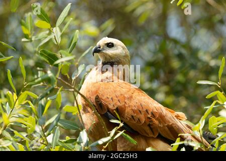 Primo piano di un falco nero-colato arroccato in un albero, Pantanal, Brasile. Foto Stock