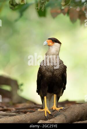 Primo piano di una caracara crestata del sud arroccata sulle radici degli alberi, Pantanal, Brasile. Foto Stock