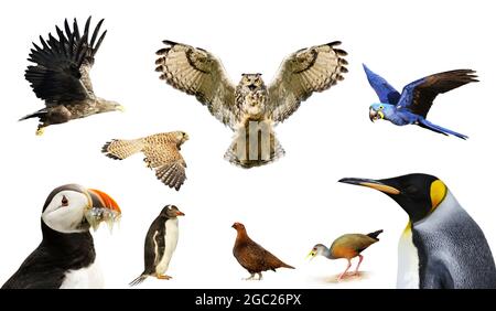 Una selezione di uccelli su uno sfondo bianco chiaro. Foto Stock