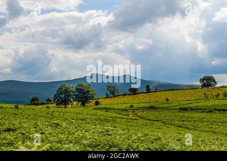 Una vista sia di Pen y Fan che di Corn Du dalle pendici di Twyn y Gaer sul Mynydd Illtyd comune nei Central Brecon Beacons Foto Stock