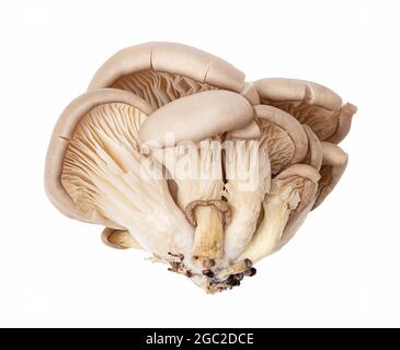 Funghi ostriche freschi su sfondo di whita. Tracciato di ritaglio Foto Stock