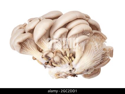 Funghi ostriche freschi su sfondo di whita. Tracciato di ritaglio Foto Stock