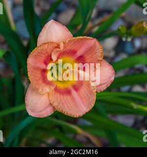 Un giglio fiorisce in un giardino di Ankeny, Iowa. Foto Stock