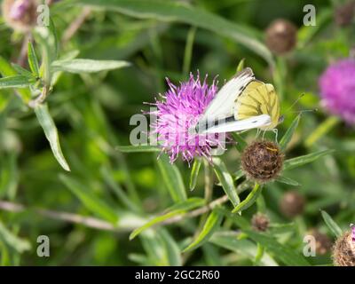 Farfalle bianche venate verdi, Pieris napi, stelo di accoppiamento. Foto Stock