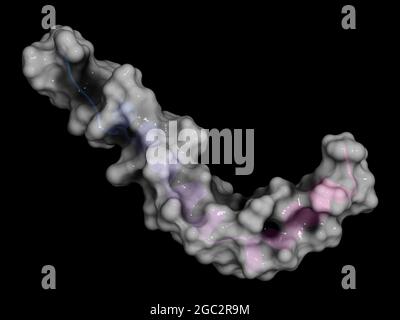 Peptide beta-amiloide (Abeta), rendering 3D. Componente principale di p Foto Stock