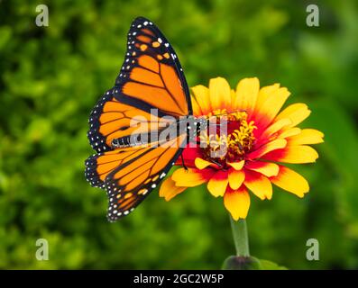 farfalla monarch su zinnia rossa e gialla nel giardino estivo Foto Stock