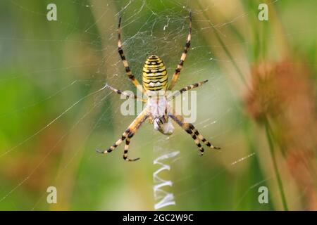 Ragno WASP (Argiope bruennichi), lato dorsale del ragno giallo e nero del giardino in rete, con decorazione a zigzag web (stabilimentum), Germania Foto Stock