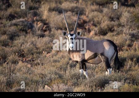 Gemsbok, Oryx gazella, Karoo National Park, Beaufort West, Sud Africa Foto Stock