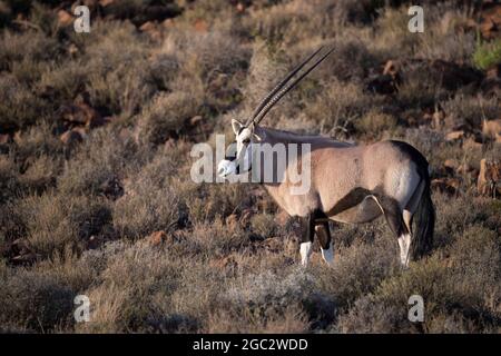 Gemsbok, Oryx gazella, Karoo National Park, Beaufort West, Sud Africa Foto Stock