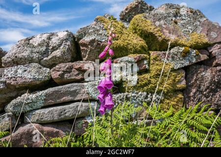 Singolo guanto di fossa viola selvatico o purea di Digitalis, guanto di Lady e felce con vecchio muro di pietra mussosa sfondo nel Galles del Sud, Regno Unito. Impianti britannici. Foto Stock