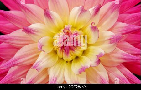 PRIMO PIANO DI UN DAHLIA, VIOLA E BIANCO CON TINTE GIALLE Foto Stock