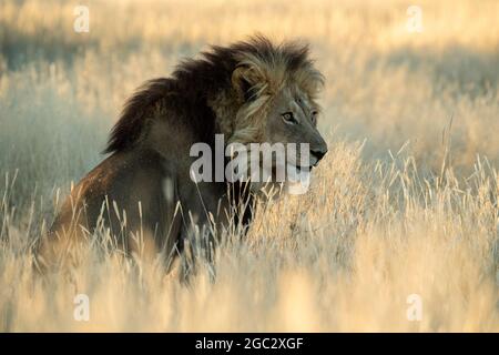 Leone kalahari dal manciato nero, Panthera leo, Kgalagadi TransFrontier Park, Sudafrica Foto Stock