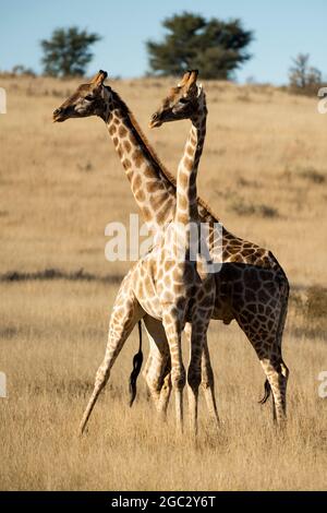 Giraffa meridionale, Giraffa camelopardalis giraffa, Kgalagadi TransFrontier Park, Sudafrica Foto Stock