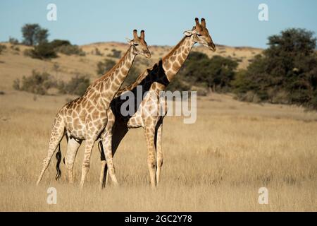 Giraffa meridionale, Giraffa camelopardalis giraffa, Kgalagadi TransFrontier Park, Sudafrica Foto Stock