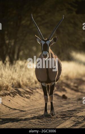 Gemsbok in piedi sulla strada, Oryx gazella gazella, Kgalagadi Transbondian Park, Sudafrica Foto Stock