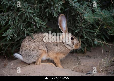 Lepre, Lepus saxatilis, Kgalagadi Tranfrontiera Park, Sudafrica Foto Stock