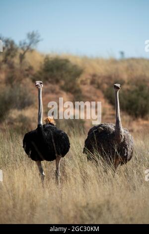 Coppia di struzzo comune, Struthio camelus, Kgalagadi TransFrontier Park, Sudafrica Foto Stock