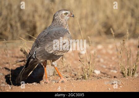 Ovambo sparrowhawk immaturo, Accipiter ovampensis, Kgalagadi TransFrontier Park, Sudafrica Foto Stock