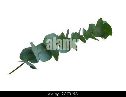 Ramo di eucalipto con foglie verdi luminose primo piano di oggetto floreale tagliato su sfondo bianco, elemento di decorazione per qualsiasi disegno Foto Stock