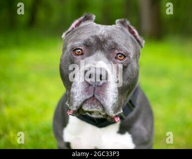 Un Pit Bull Terrier grigio e bianco razza mista cane con orecchie corte Foto Stock