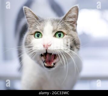 Un gatto shorthair meowing o vocalizing con la sua bocca larga aperta Foto Stock