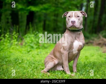 Un carino Pit Bull Terrier x Shar Pei razza mista cane seduta all'aperto Foto Stock