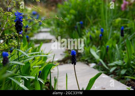 Primavera fioritura Muscari latifolium uva a foglia larga giacinto coltivazione accanto a passo di pietra percorso UK marzo Foto Stock