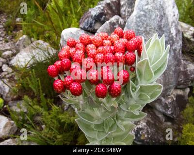 Strawberry everlasting, Syncarpha eximia, Outeniqua Montagne, Garden Route, Sud Africa Foto Stock